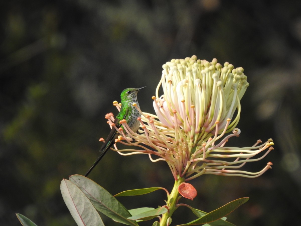 Black-tailed Trainbearer - ML646757683