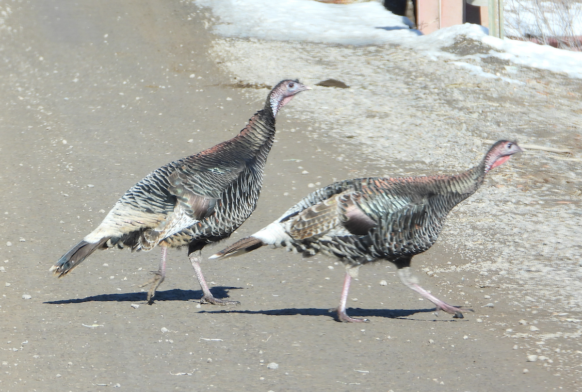 Wild Turkey - ML646757685