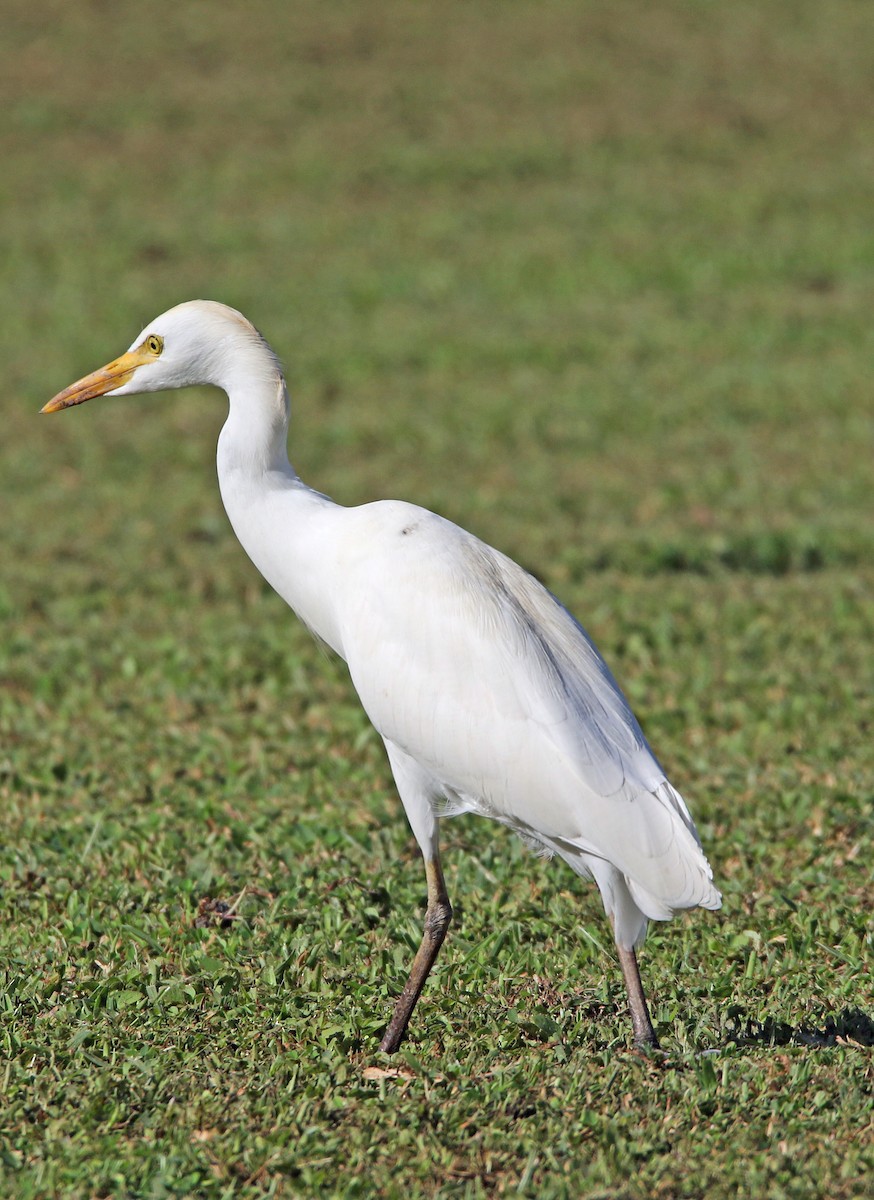 Western Cattle-Egret - ML646757688