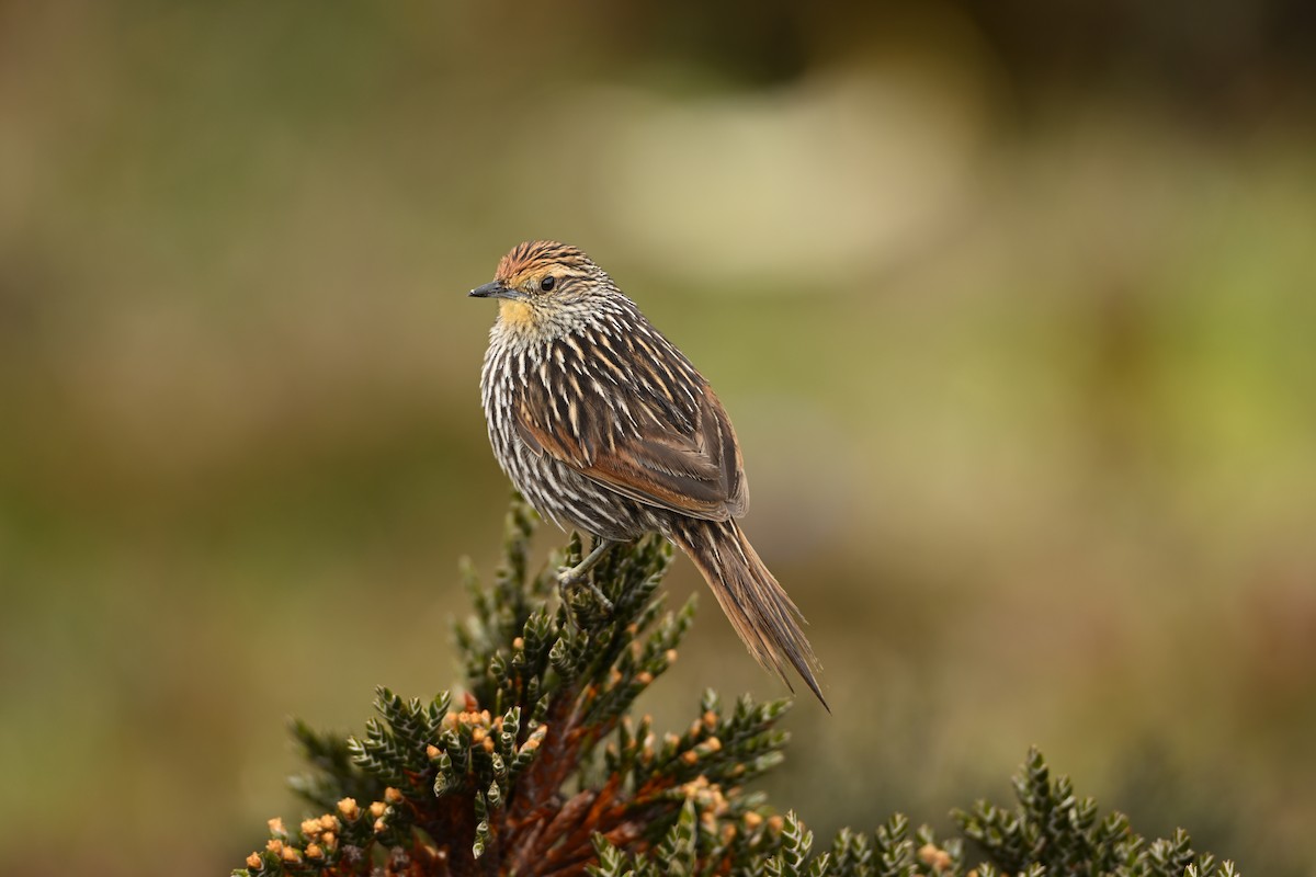 Synallaxe flammé - ML646757689