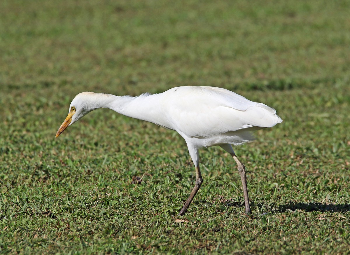Western Cattle-Egret - ML646757692
