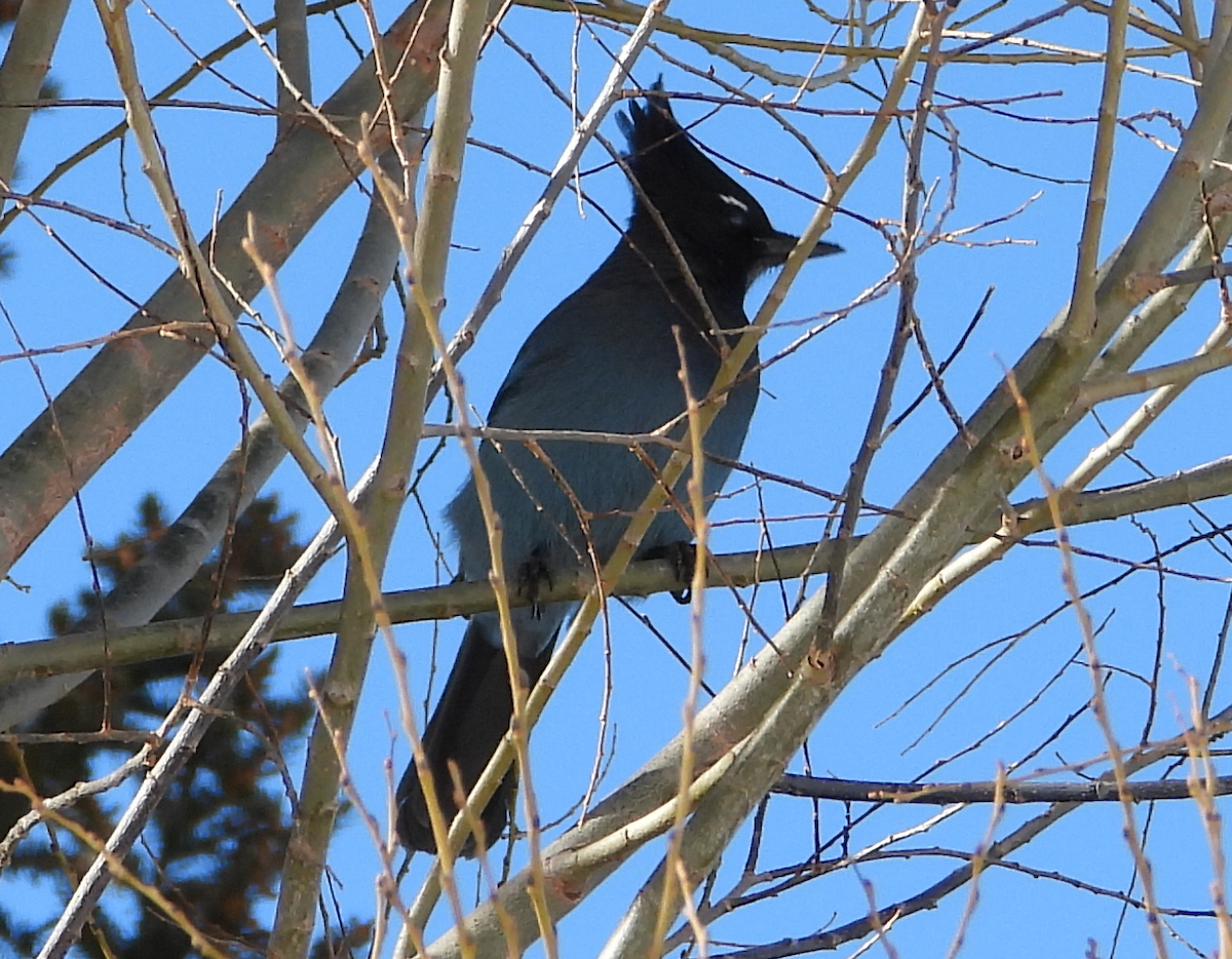 Steller's Jay - ML646757693