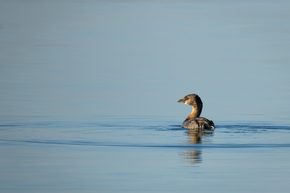 Pied-billed Grebe - ML646757695