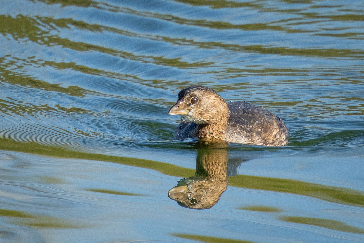 Pied-billed Grebe - ML646757696