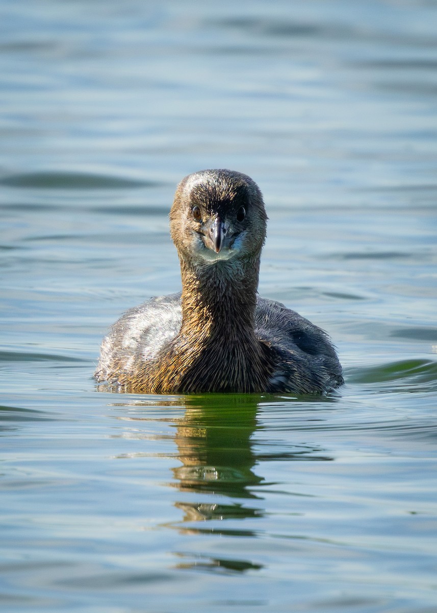 Pied-billed Grebe - ML646757697