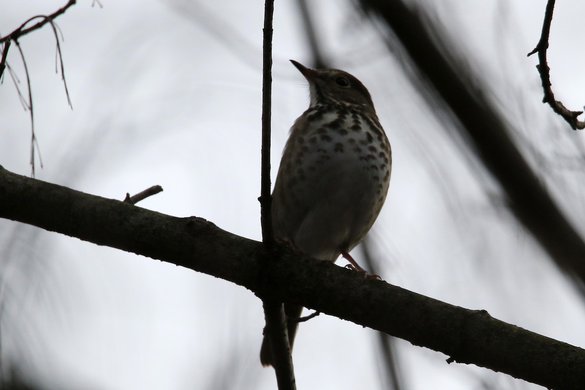 Дрозд-отшельник - ML646757701