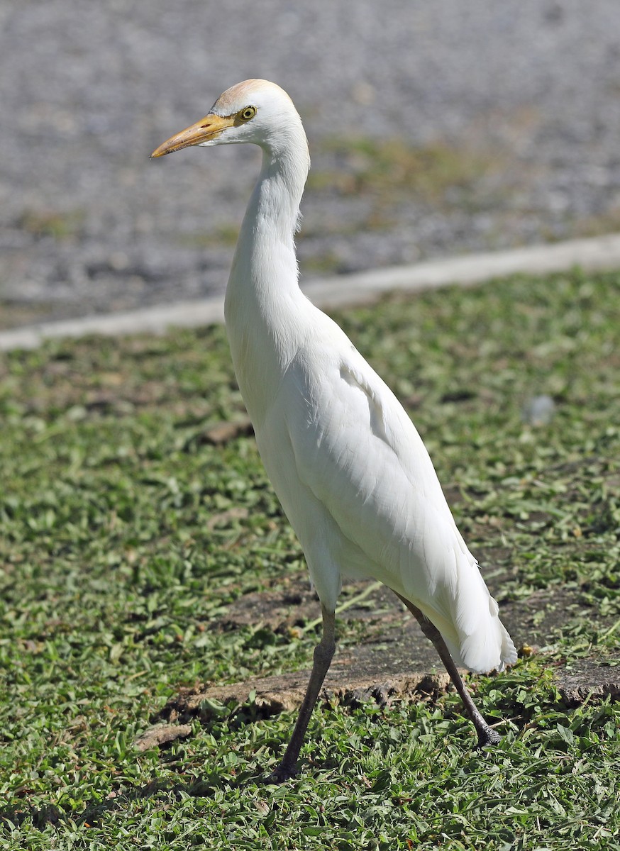 Western Cattle-Egret - ML646757703