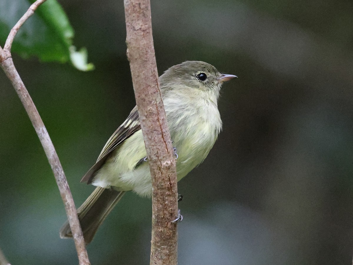 Blue Mountain Elaenia - ML646757706