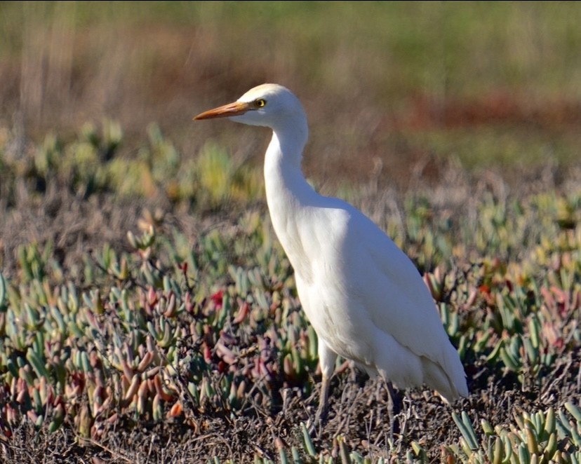 Western Cattle-Egret - ML646757707