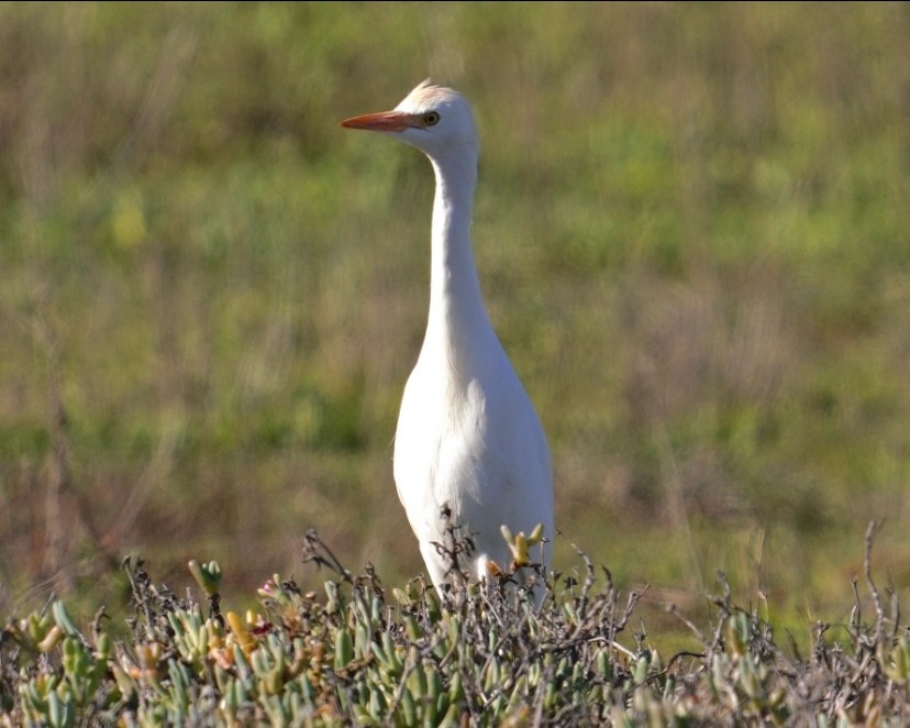 Western Cattle-Egret - ML646757708