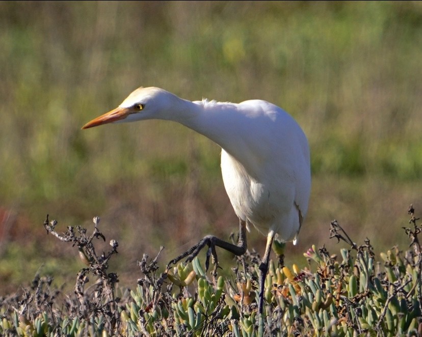 Western Cattle-Egret - ML646757709