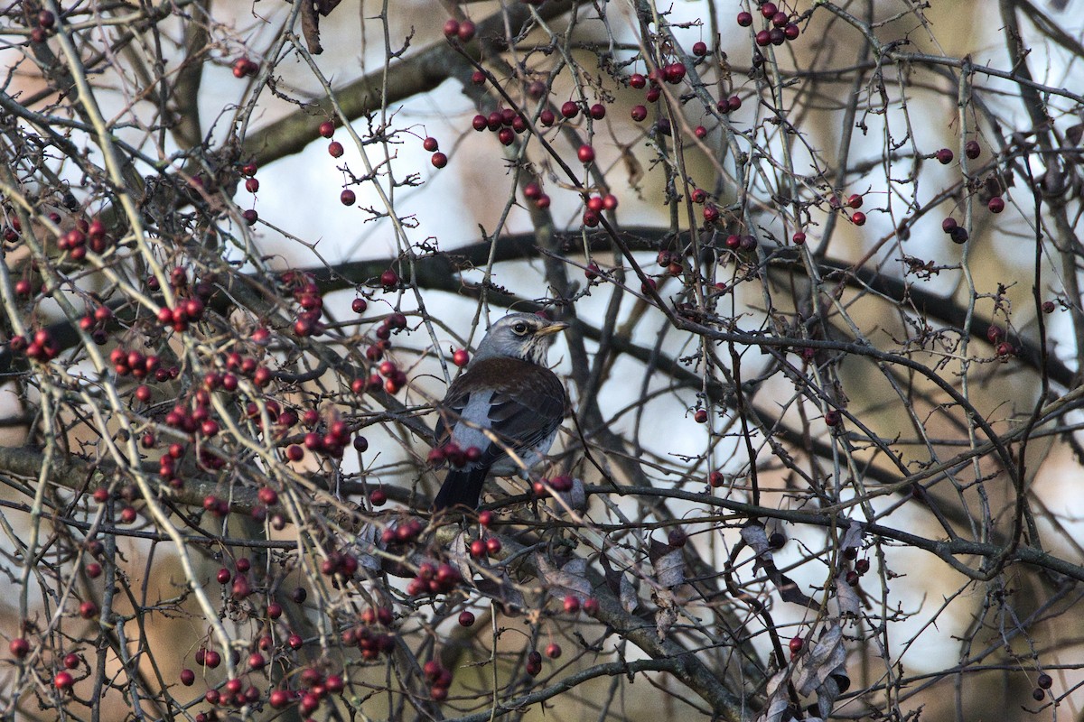 Tarla Ardıcı - ML646757710