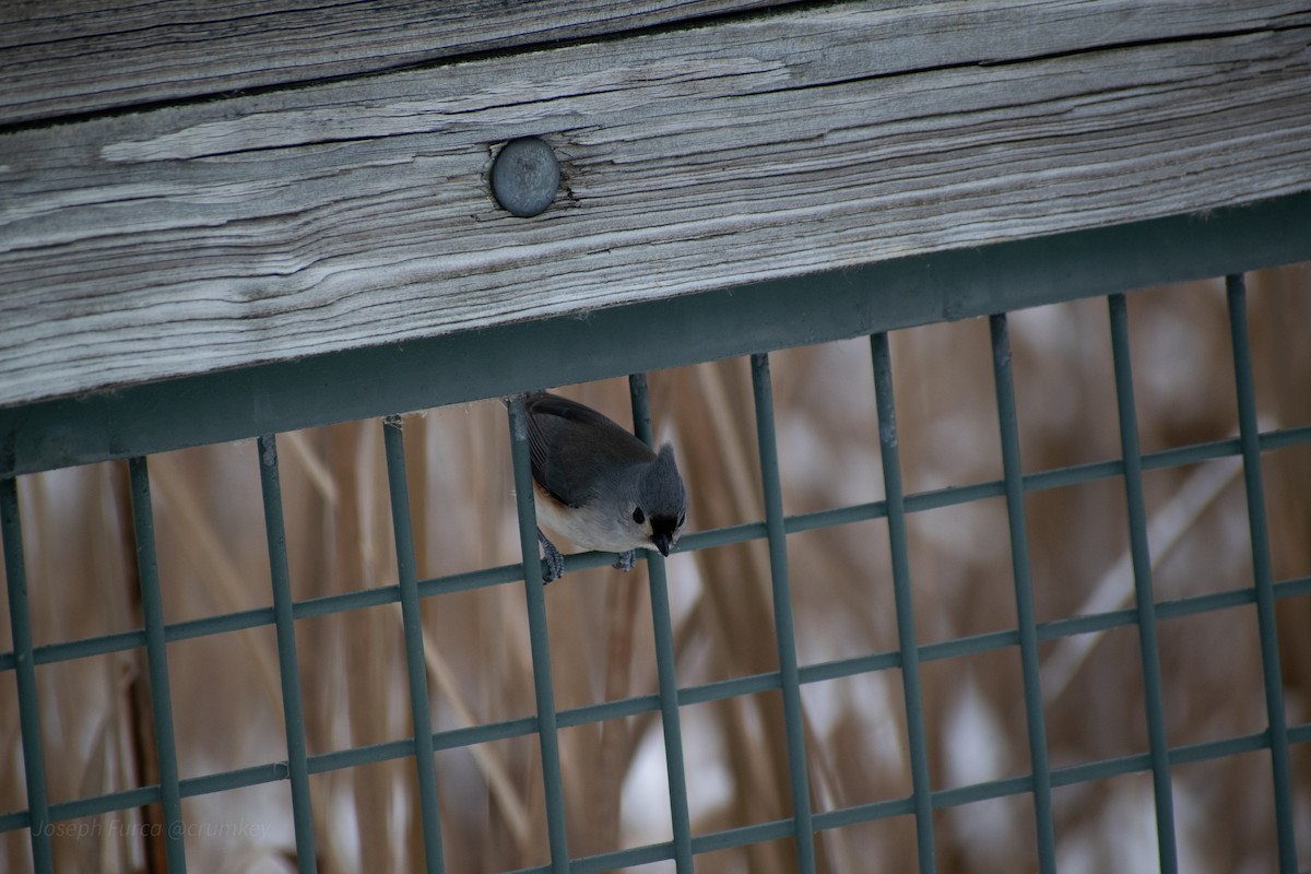 Tufted Titmouse - ML646757711