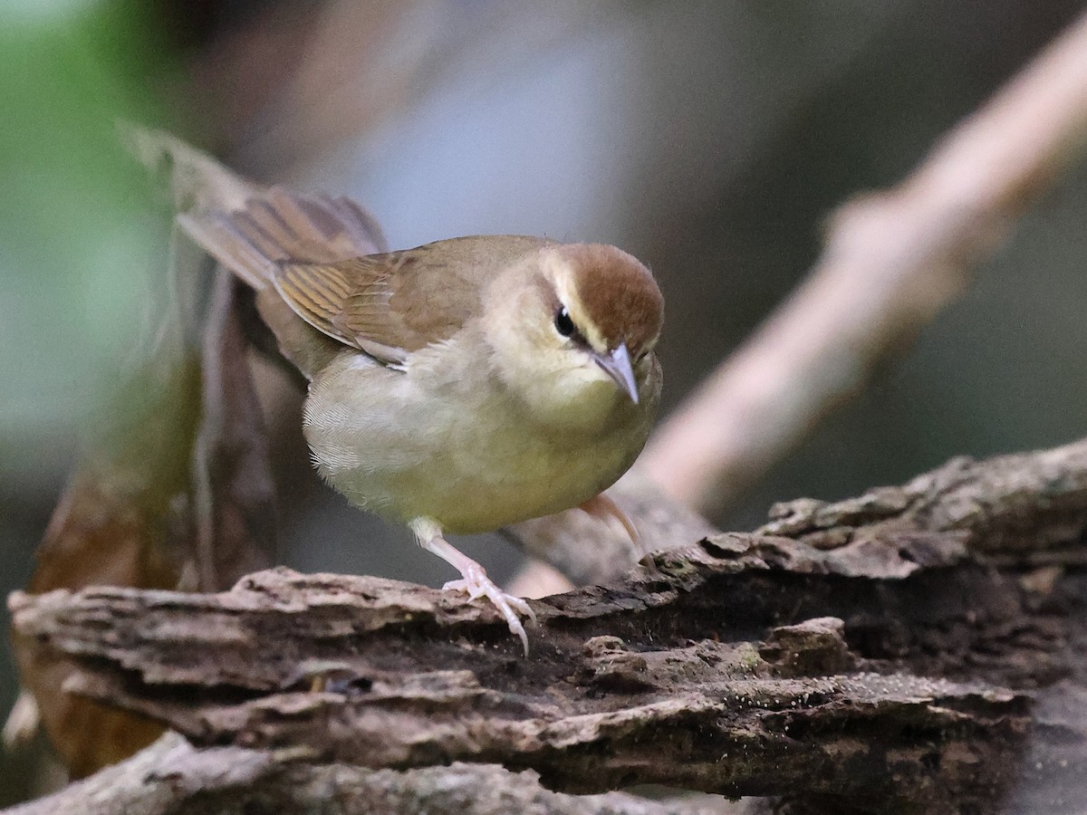 Swainson's Warbler - ML646757715