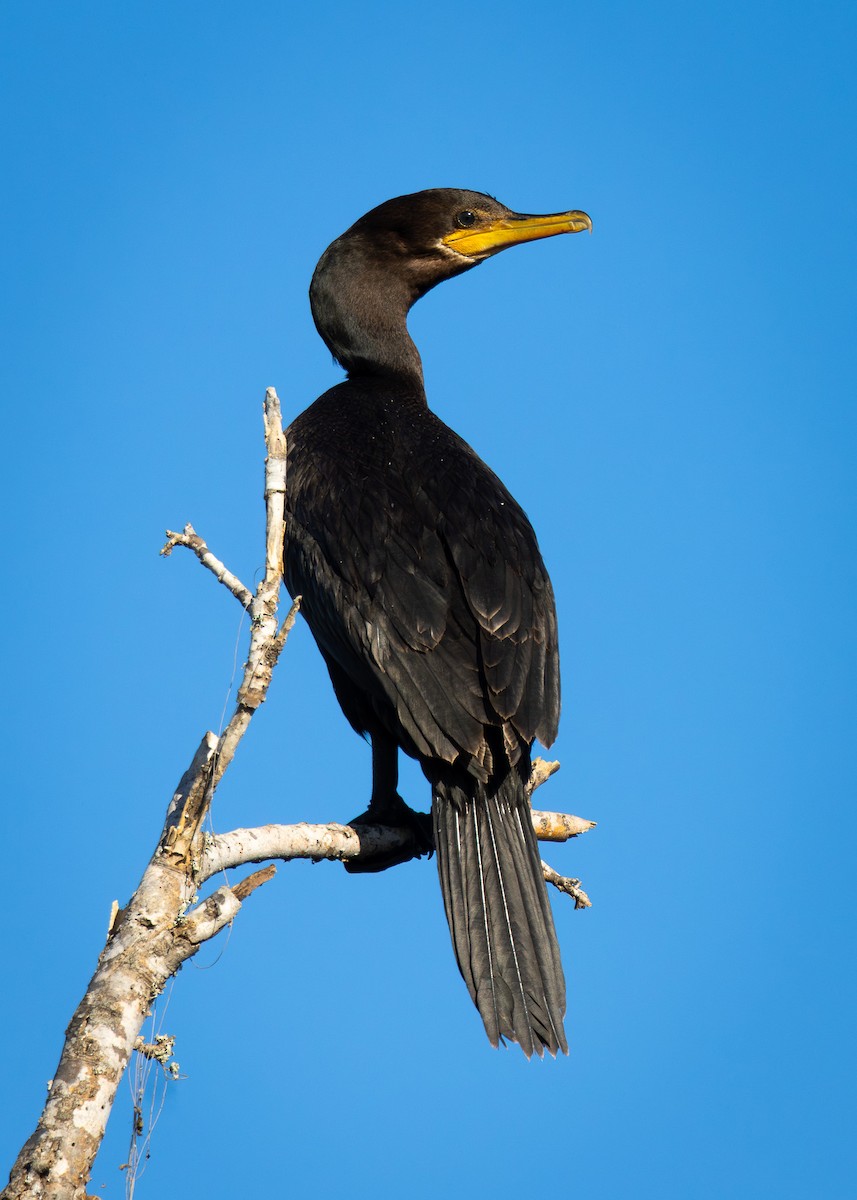 Neotropic Cormorant - ML646757716