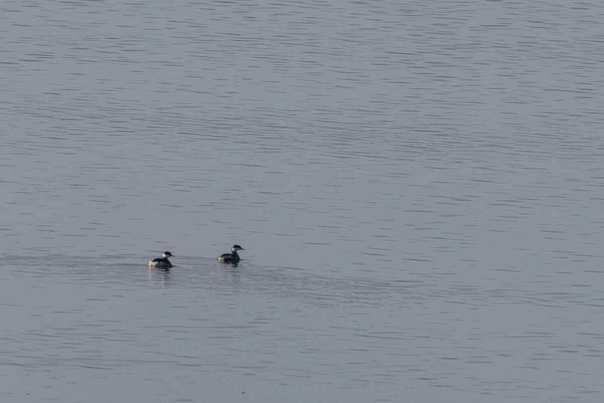 Horned Grebe - ML646757721