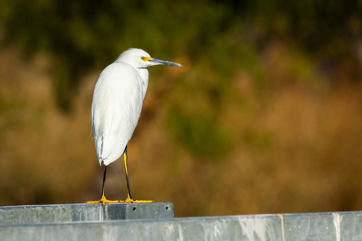 Snowy Egret - ML646757723