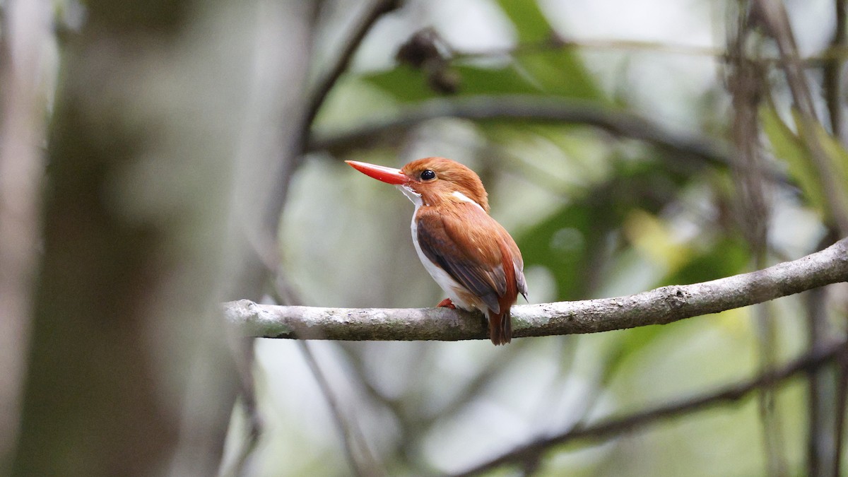 マダガスカルヒメショウビン - ML646757725