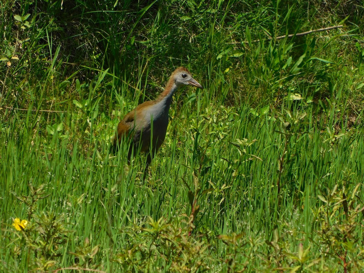 Giant Wood-Rail - ML646757731