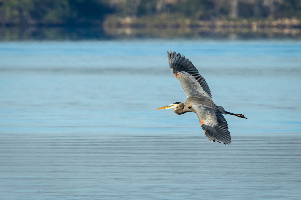 Great Blue Heron - ML646757743