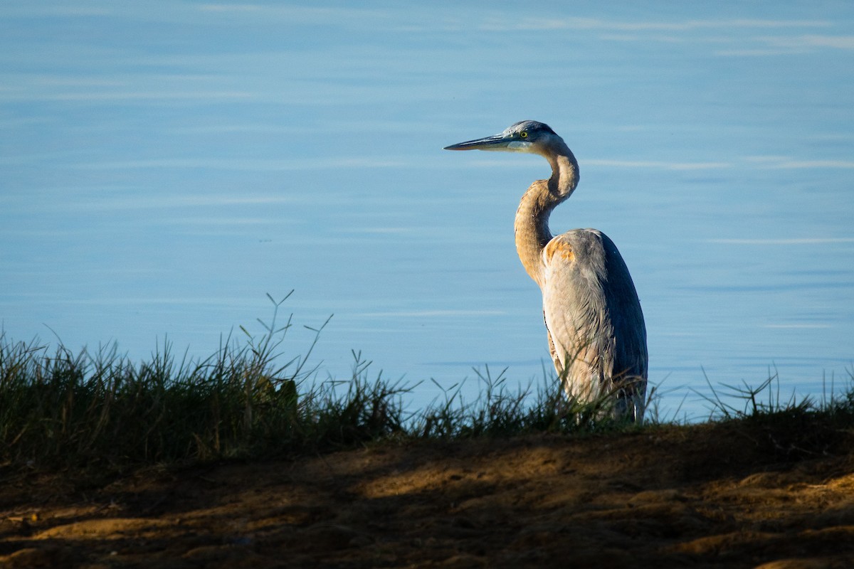 Great Blue Heron - ML646757744