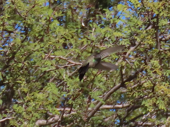 Broad-billed Hummingbird - ML646757745