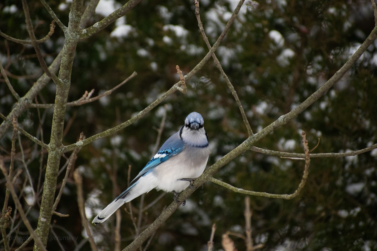 Geai bleu - ML646757746