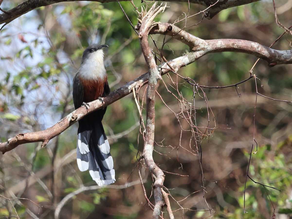 Chestnut-bellied Cuckoo - ML646757748