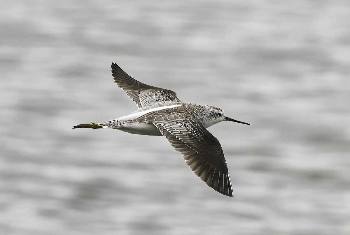 Marsh Sandpiper - ML646757749