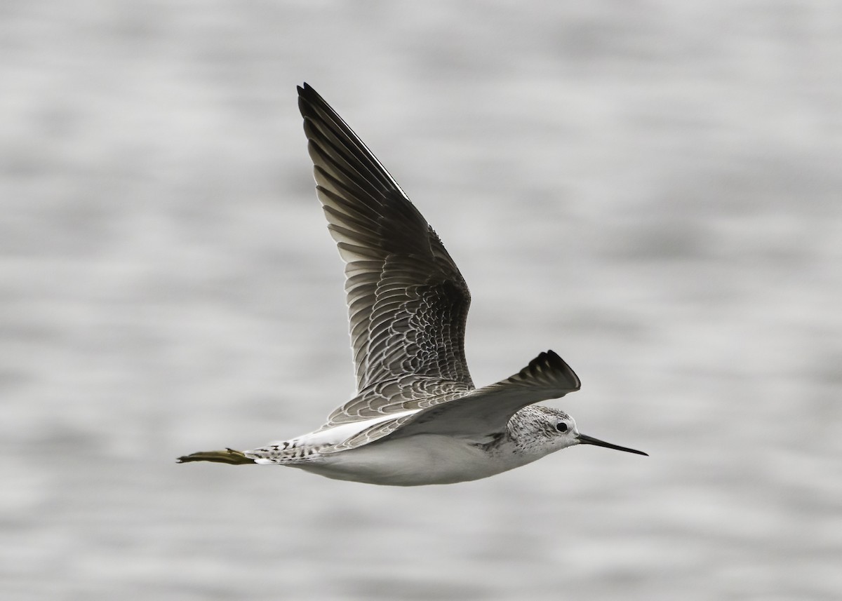 Marsh Sandpiper - ML646757750