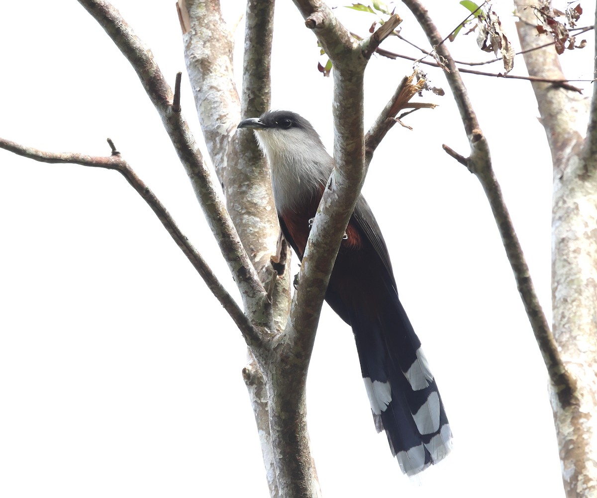 Chestnut-bellied Cuckoo - ML646757751