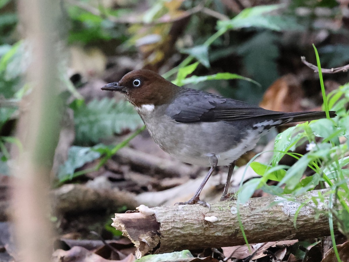 White-eyed Thrush - ML646757766