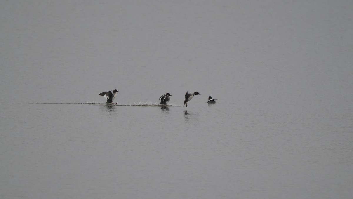 Altıngöz - ML646757768