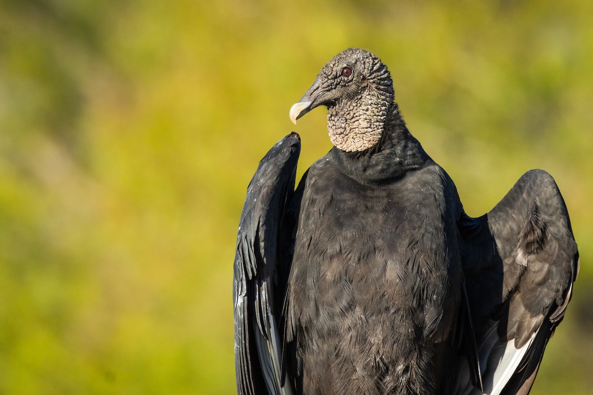 Black Vulture - ML646757769
