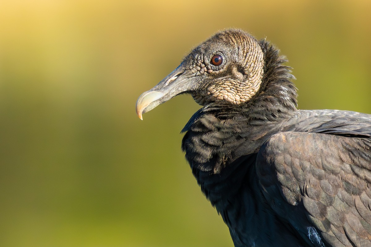 Black Vulture - ML646757770