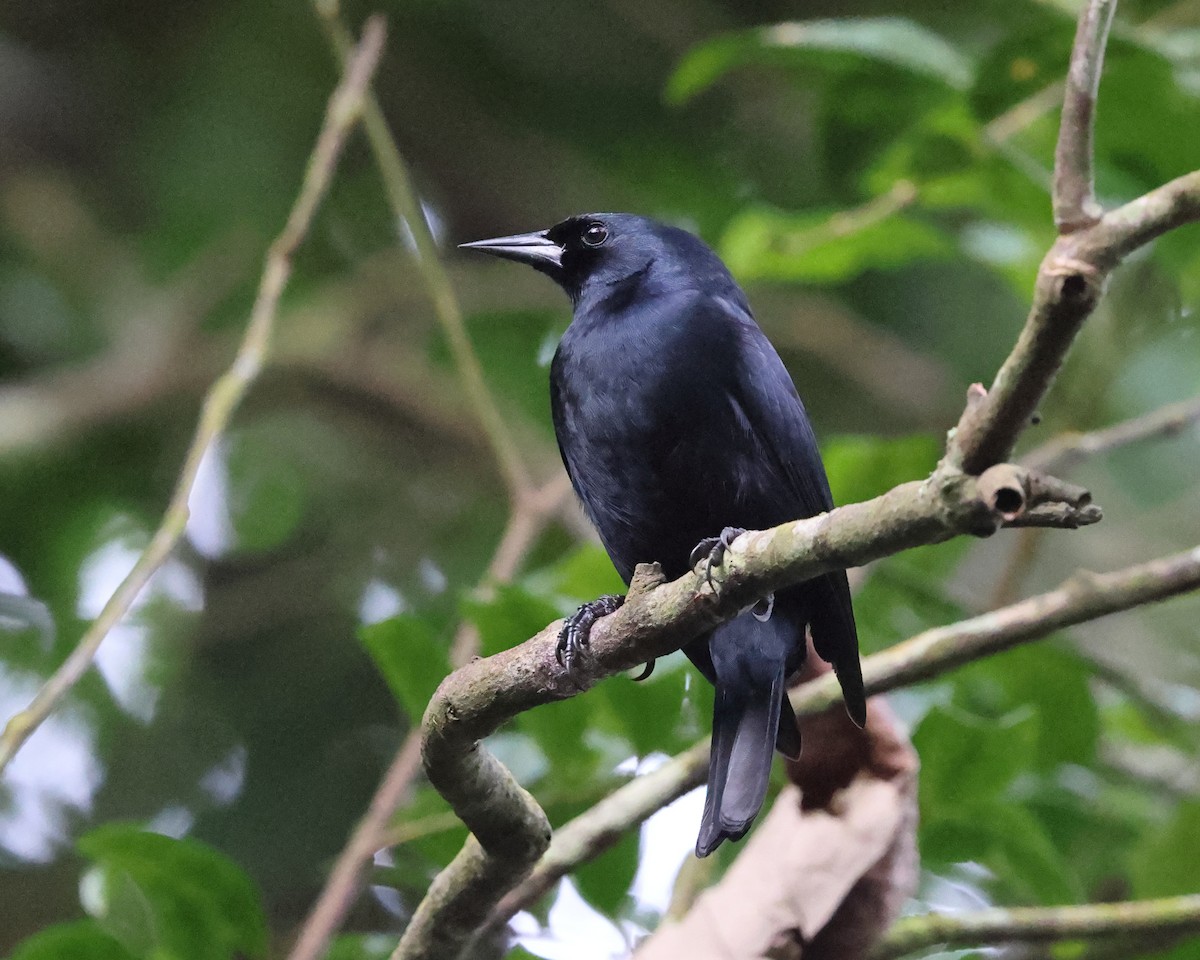 Jamaican Blackbird - ML646757771