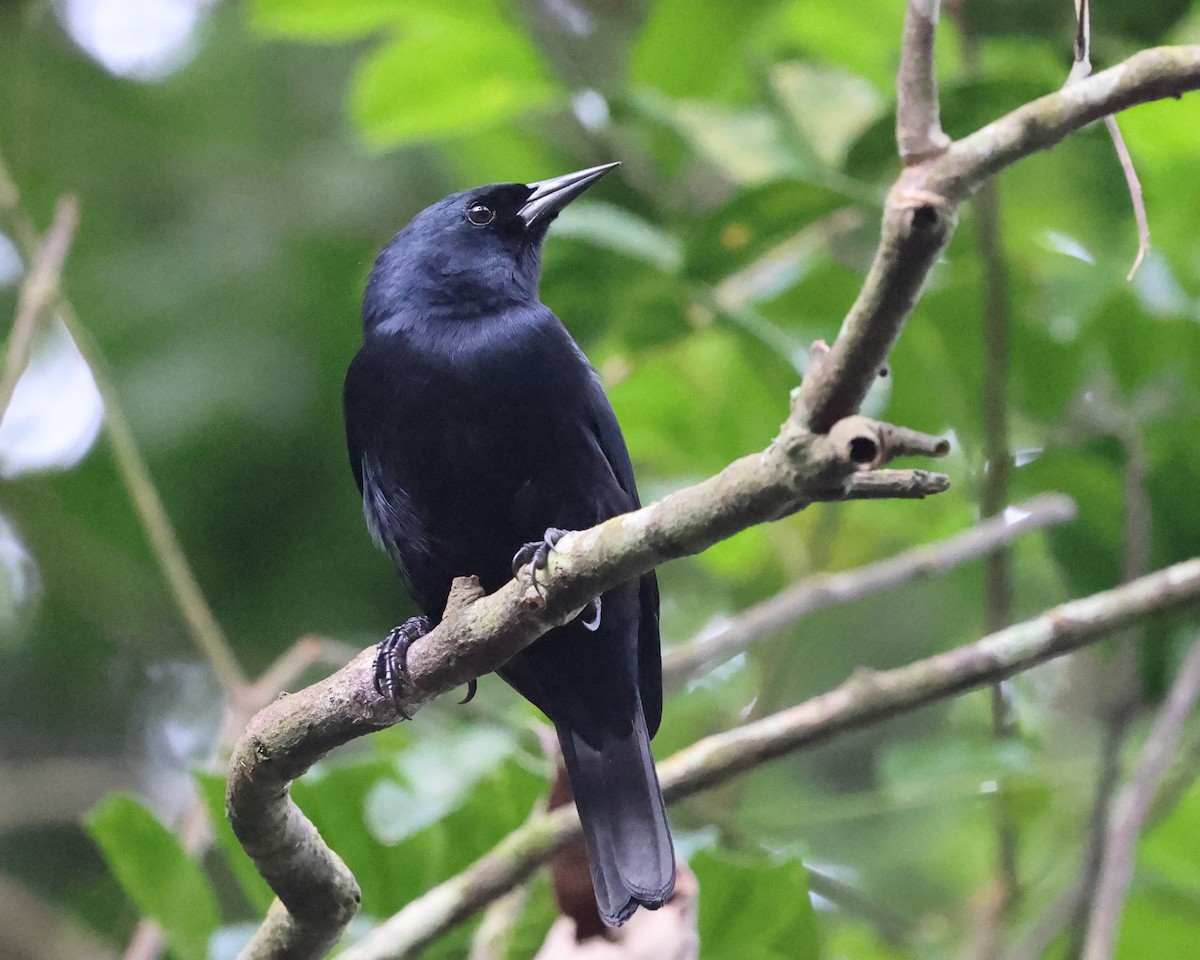 Jamaican Blackbird - ML646757773