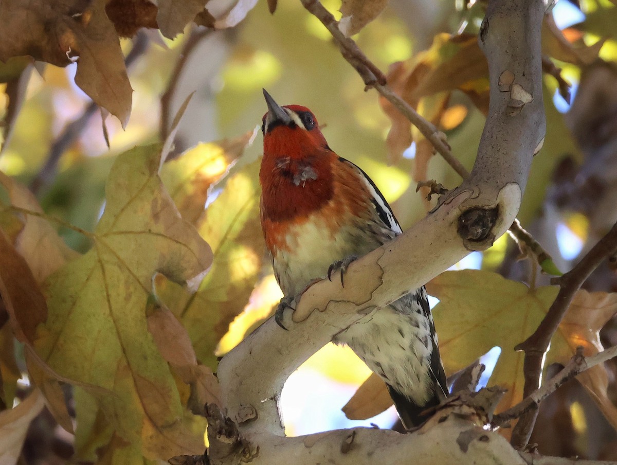 Red-breasted Sapsucker - ML646757775