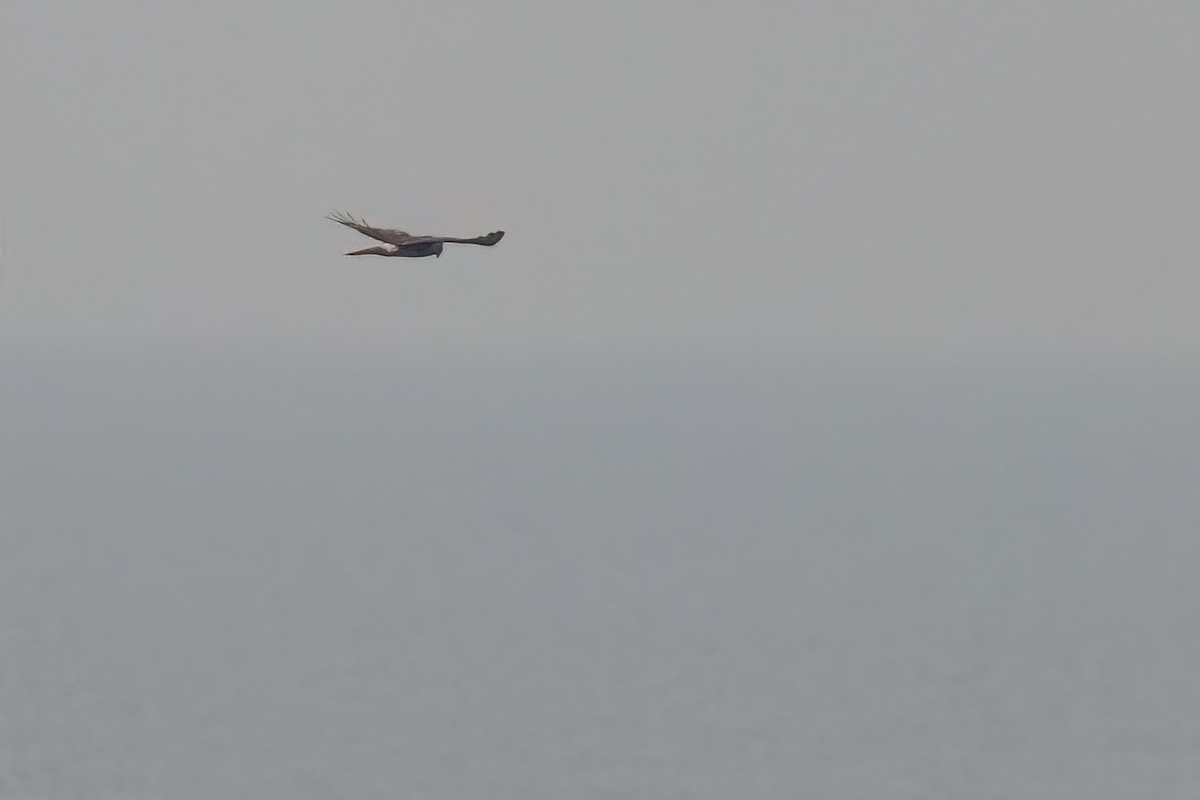 Hen Harrier - ML646757777