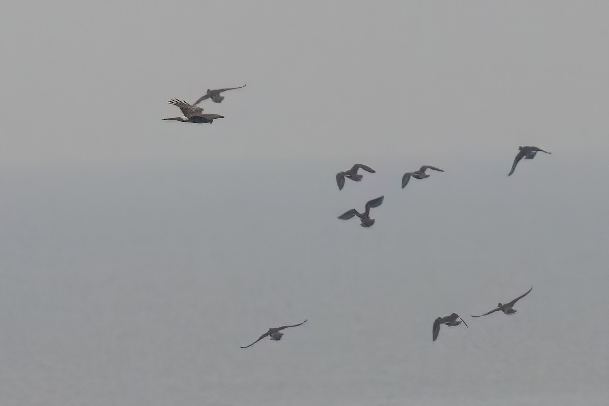 Hen Harrier - ML646757778