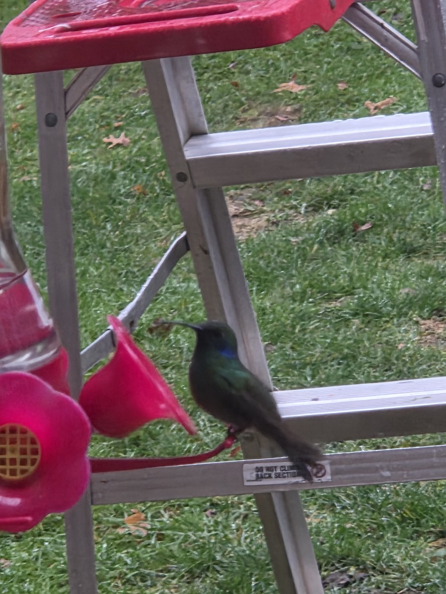 Mexican Violetear - ML646757779