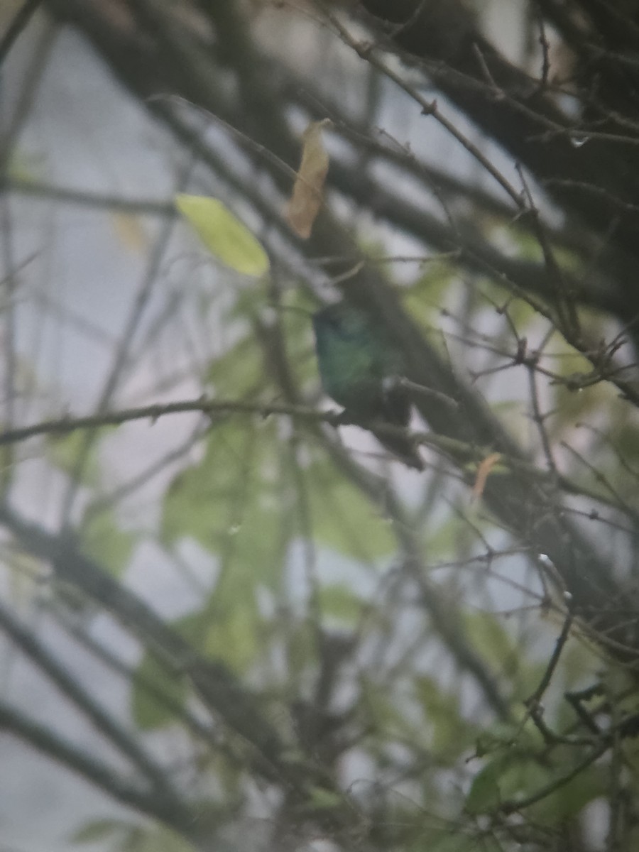 Mexican Violetear - ML646757781