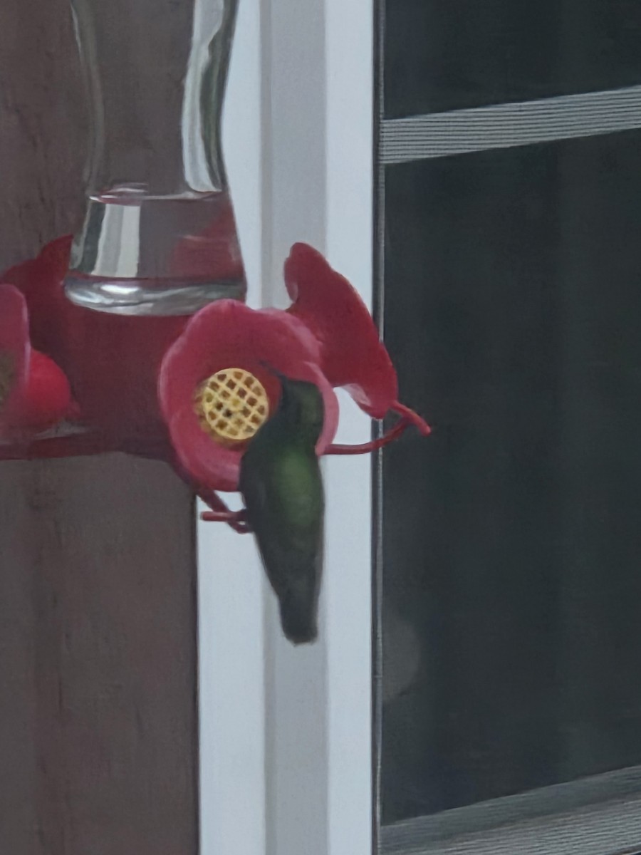 Mexican Violetear - ML646757782