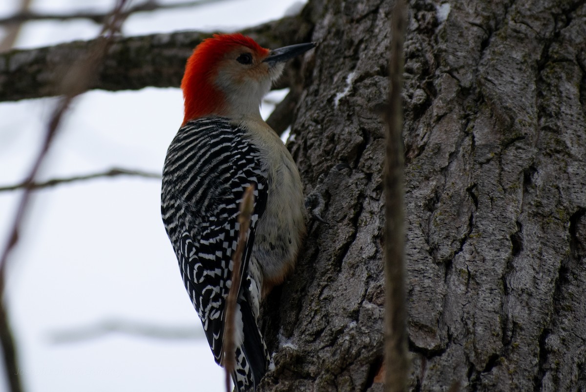 Red-bellied Woodpecker - ML646757783