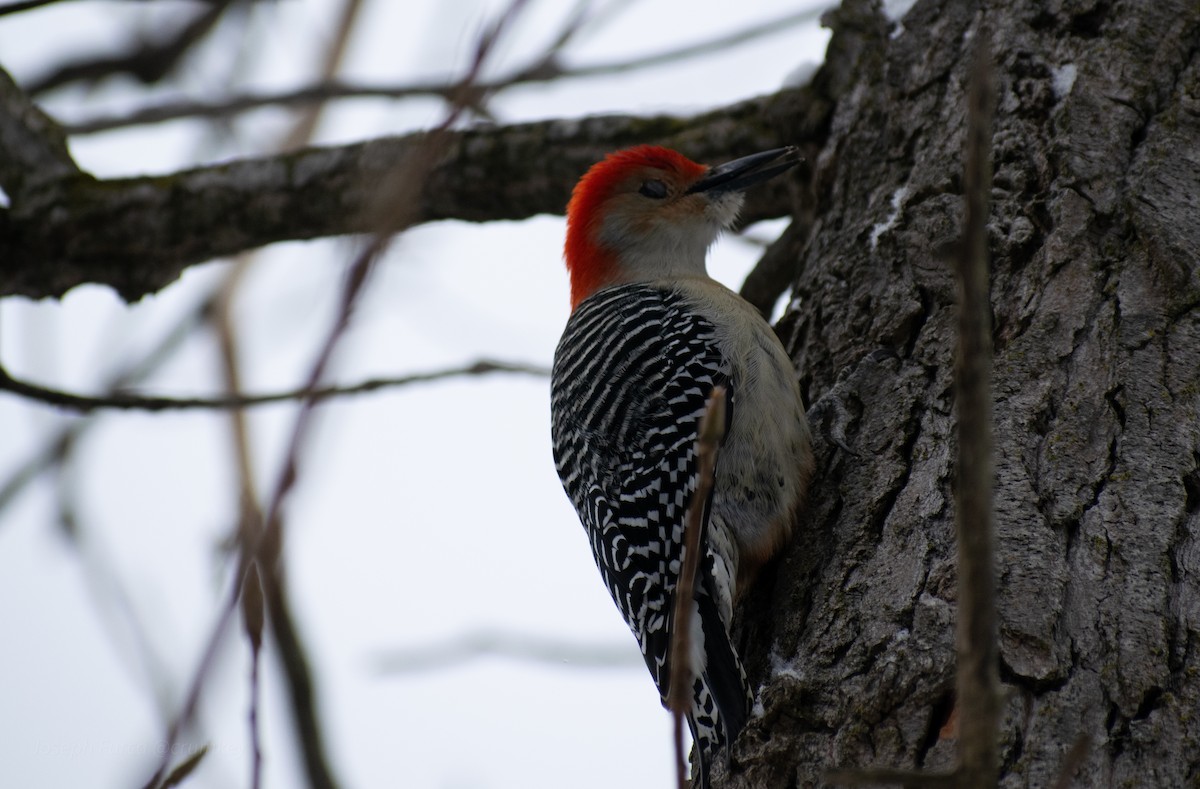 Red-bellied Woodpecker - ML646757784