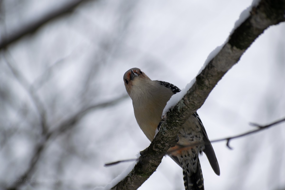 Red-bellied Woodpecker - ML646757785