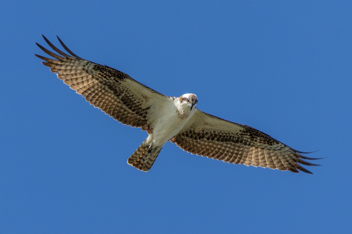 魚鷹 - ML646757787