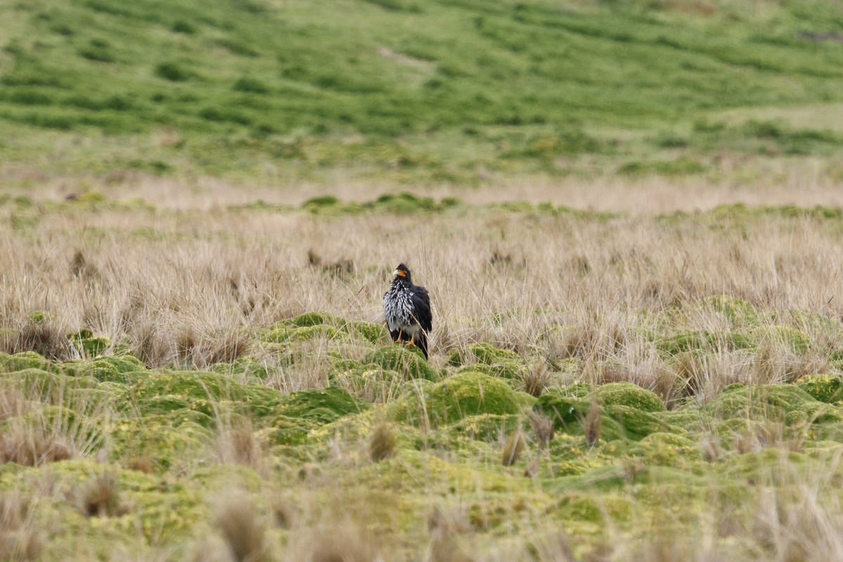 Carunculated Caracara - ML646757793