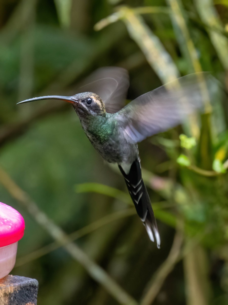White-whiskered Hermit - ML646757796