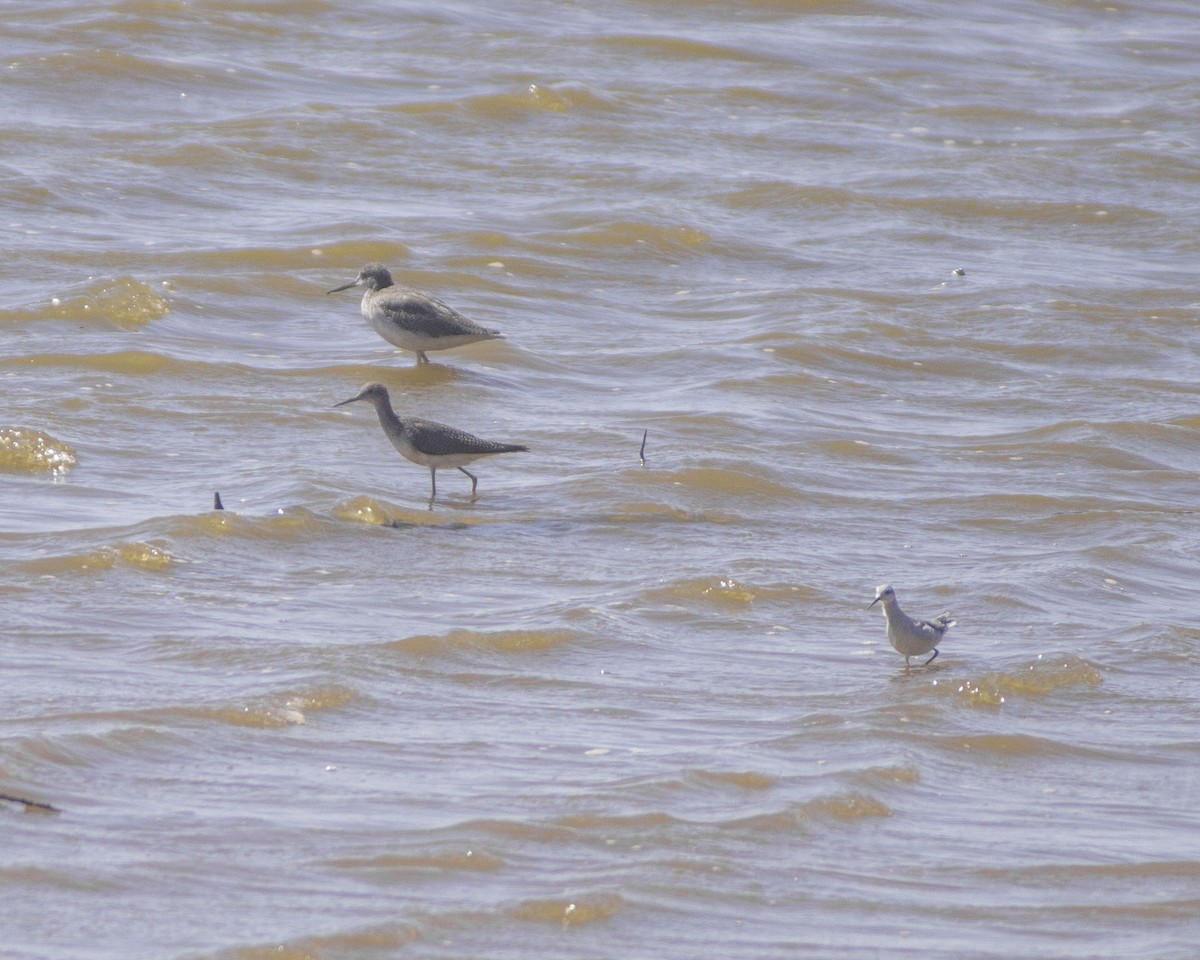 lyskonoh dlouhozobý - ML646757799